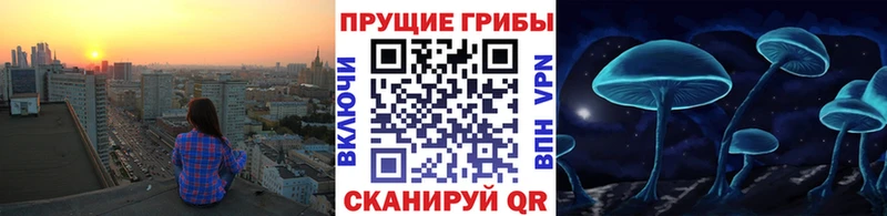 кракен Вилючинск Галлюциногенные грибы Cubensis